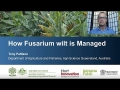 How to manage Fusarium wilt (Queensland Government/ProMusa)