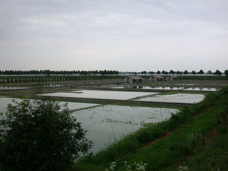 Fao Grass Carp