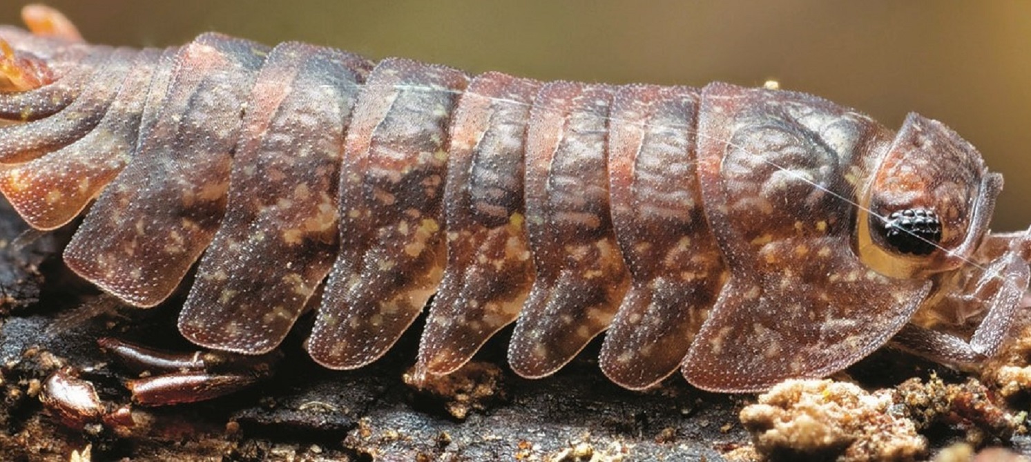 Healthy soils are our climate champions Healthy soils are our climate champions'