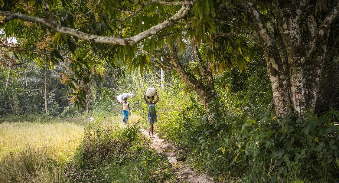 Forests and trees can help us recover from multiple crises, new FAO report says'
