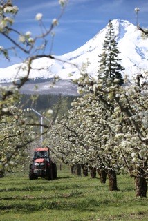 Mt Hood Oregon USA - spraying