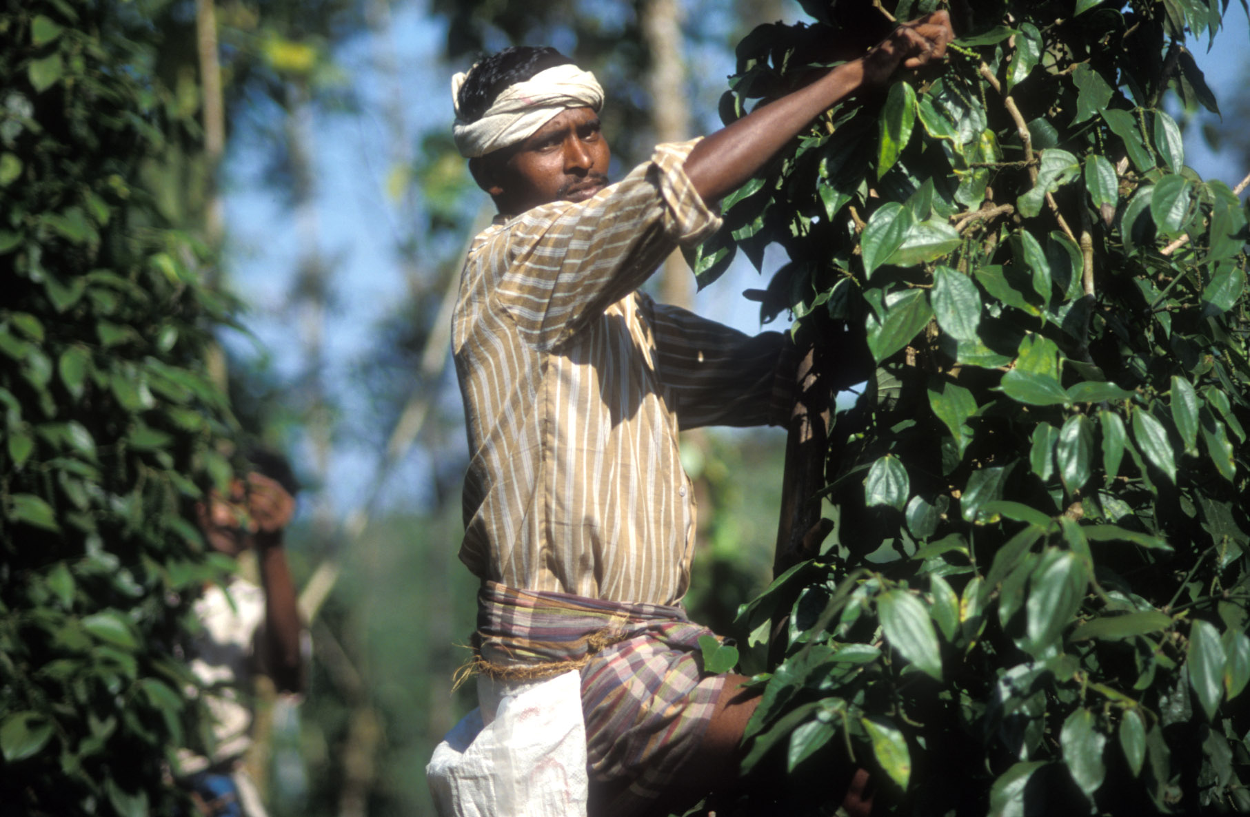 Peppers - India