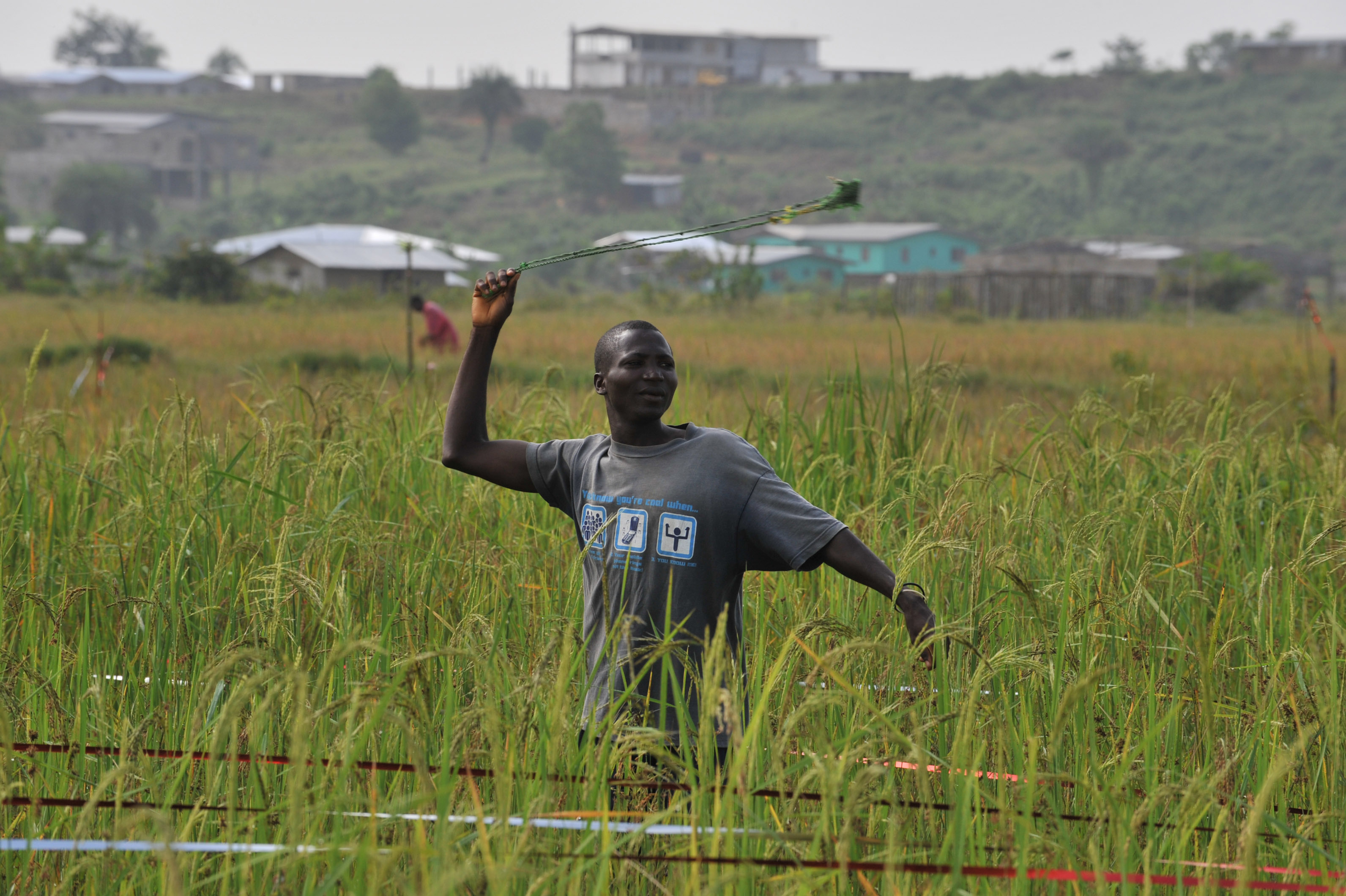 Rice farmer in Liberia