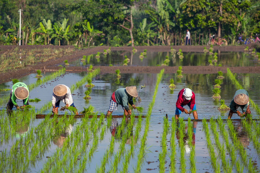 Yogyakarta-rice-planting