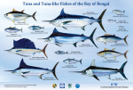 Tuna and Tuna-like Fishes of the Bay of Bengal
