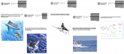 New publications of the Caribbean Billfish Project