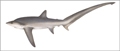 Report release: new findings on sustainability status for Pacific Bigeye Thresher Shark