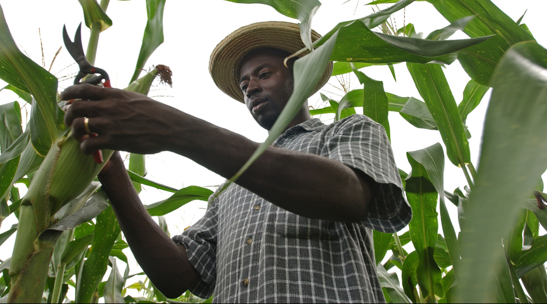 ©FAO/Giuseppe Bizzarri 