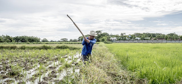 ©FAO/Veejay Villafranca