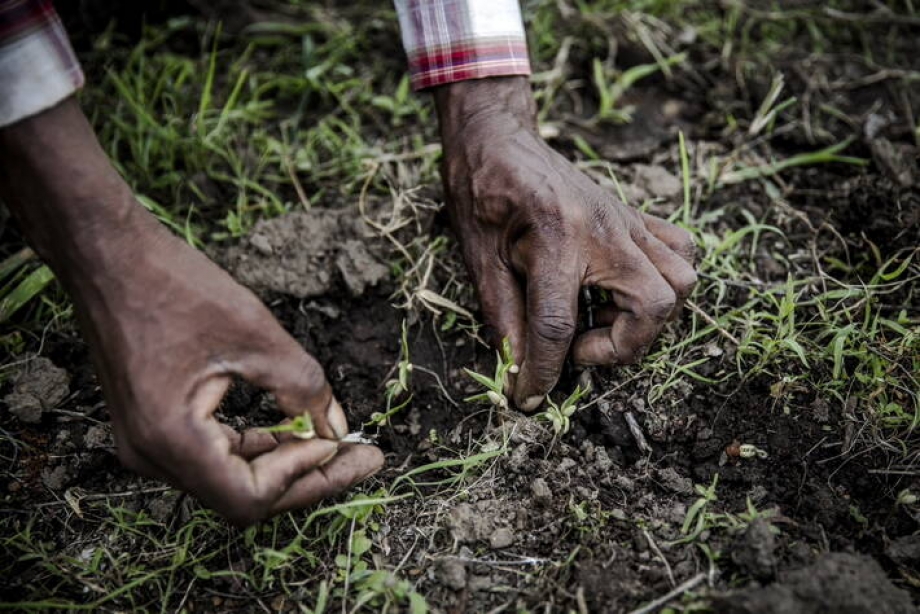 Conservation Agriculture Food And Agriculture Organization Of The United Nations