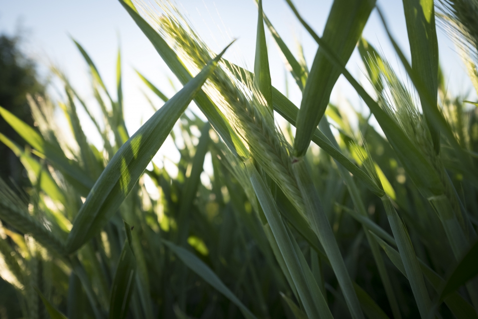 Cereals and food security Food and Agriculture Organization of the