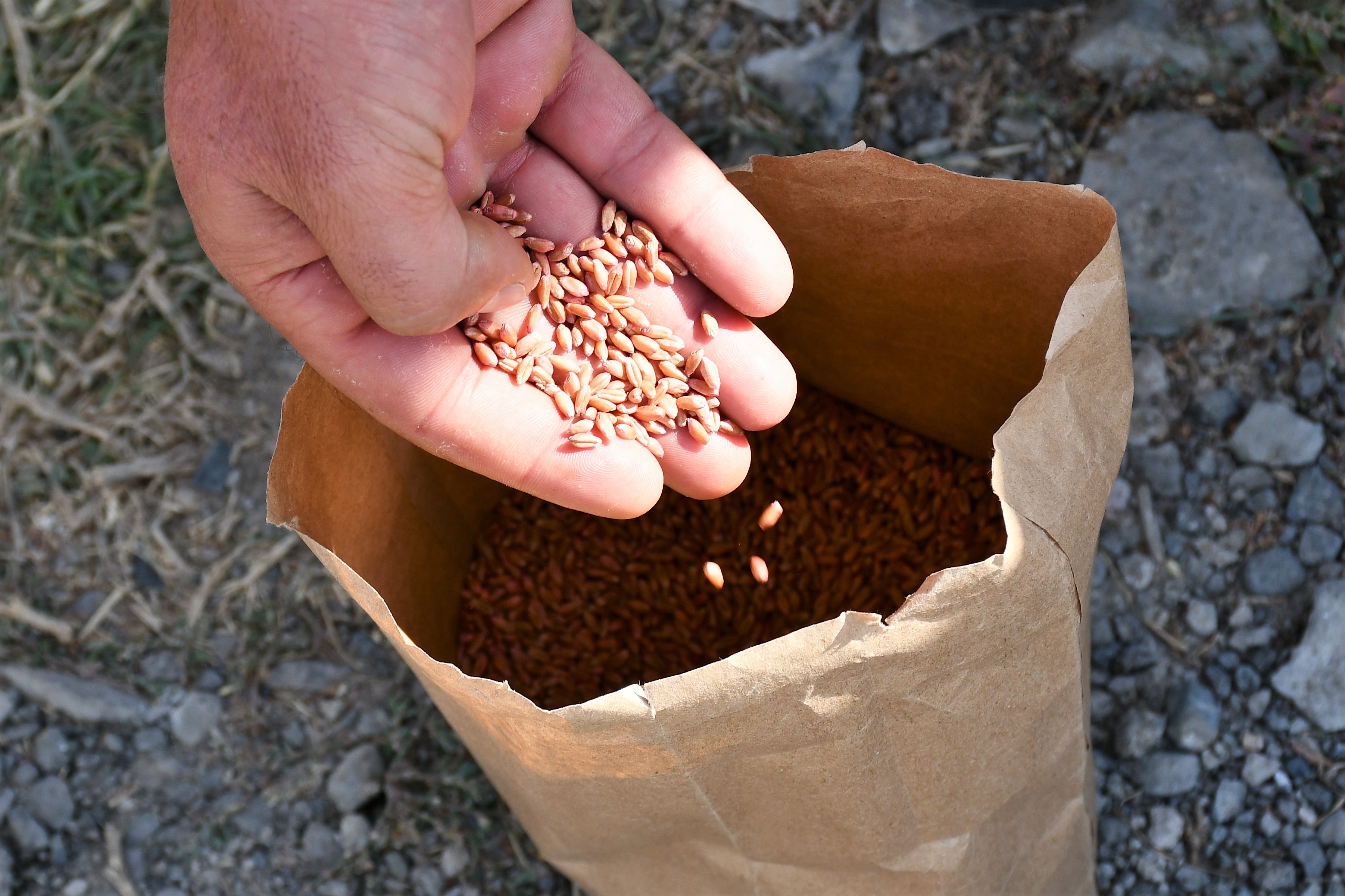 FAO in Armenia Food and Agriculture Organization of the United Nations
