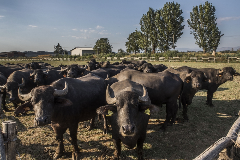 ©FAO/Alessandra Benedetti