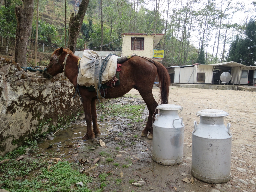 Brooke Action for Working Horses and Donkeys 