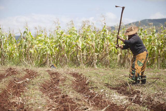 Simisu Sakola works in her cornfield in Swaziland. Southern Africa has had a strong maize harvest in 2014