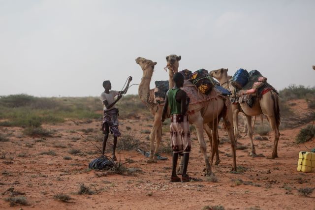 Men take care of their camels in Somalia. ©FAO/Arete/Ismail Taxta