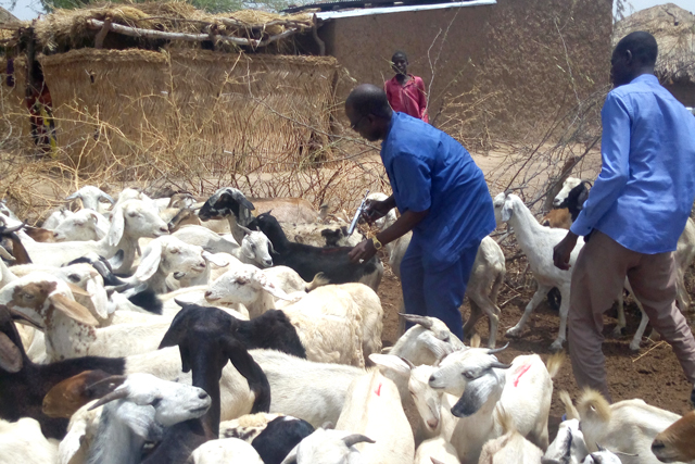 La Belgique soutient la FAO dans la protection des avoirs productifs des éleveurs nigérians déplacés du site de Goura, au Cameroun 