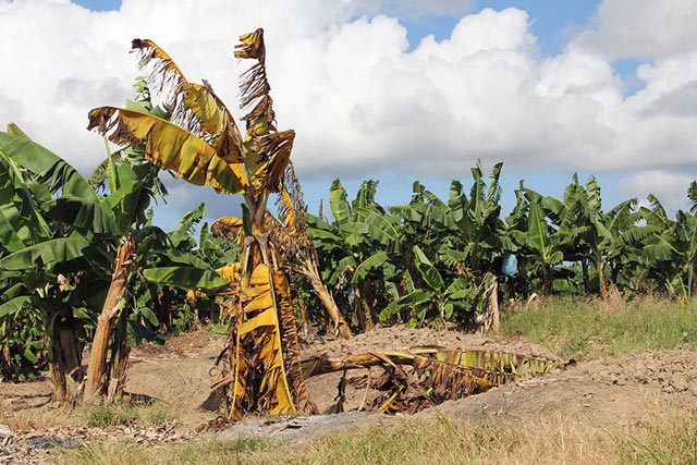 La FAO et ses partenaires préconisent une réponse mondiale à la fusariose de la banane