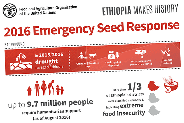 Ethiopia’s historic seed campaign - INFOGRAPHIC