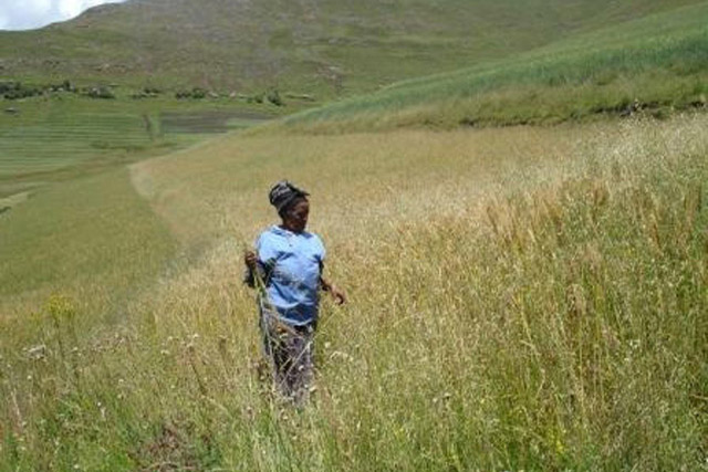 Ms Motlatsi in her ripening wheat field in Mokhotlong