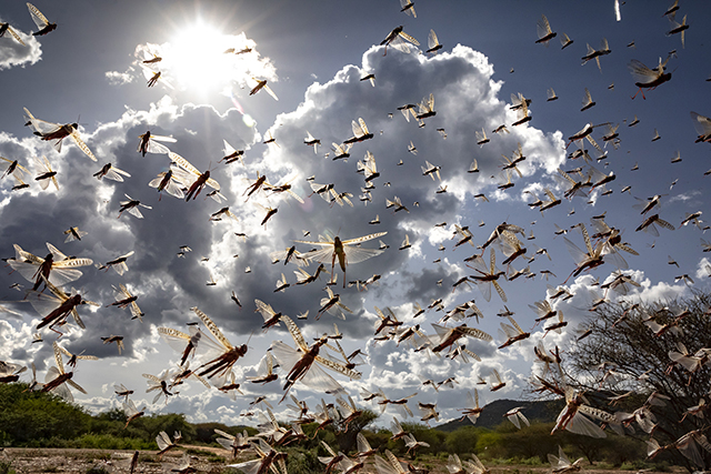 Desert Locust swarms in northern Kenya