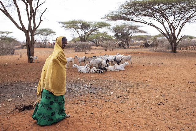 Saka Junction, Garissa, Kenya - A woman stands near her goats. The combined effects of crop and pasture losses caused by desert locust, the impacts of COVID-19, and consecutive below-average rainy seasons have placed communities in the arid and semi-arid lands of Ethiopia, Kenya and Somalia at risk of severe food insecurity and loss of livelihood. ©FAO/Patrick Meinhardt