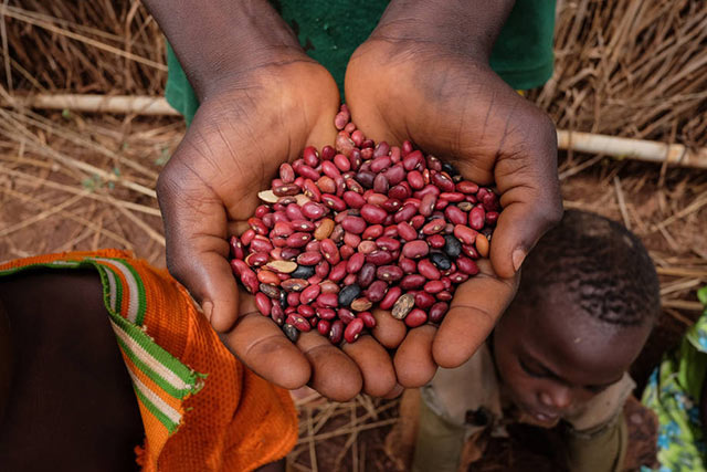 Les agences de l’ONU procurent semences, outils et nourriture pour briser le cycle de la faim en République centrafricaine