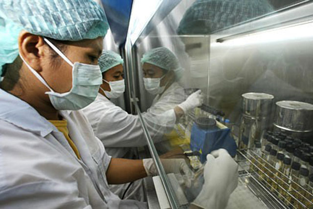 Detectado por primera vez el virus Ebola-Reston en cerdos