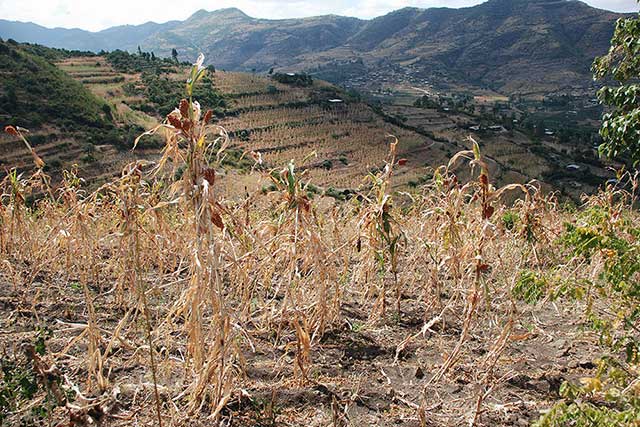 La FAO presenta un plan de emergencia para Etiopía ante la peor sequía en tres décadas