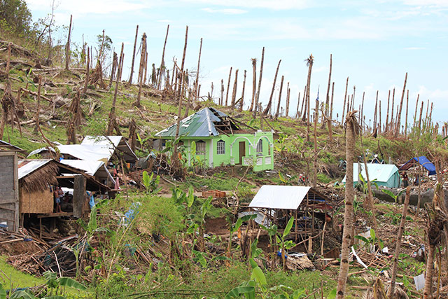 Quelque 33 millions de cocotiers ont été endommagés ou détruits par le typhon Haiyan dans les Visayas orientales