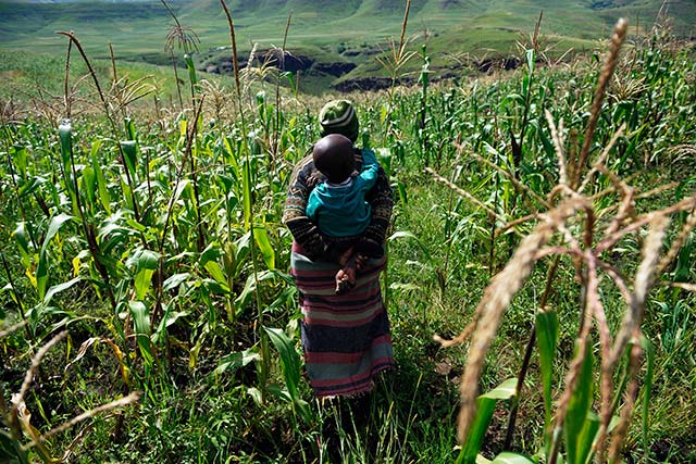 África austral: la fuerte caída prevista de la producción de maíz genera inquietud sobre la seguridad alimentaria