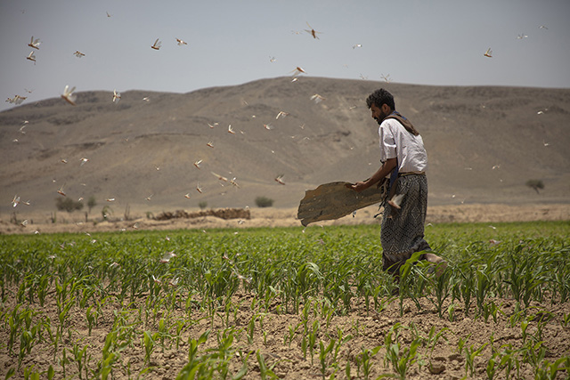 Desert locusts are one of the drivers of food insecurity in Yemen. ©FAO/Mohammed Abdulkhaliq & Ameen Alghabri
