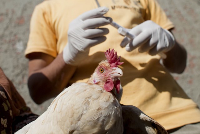 En 2006, l’Égypte a été frappée par la grippe aviaire, à l’origine d’une crise qui a fortement perturbé la production avicole et pesé sur la santé publique, mais le Gouvernement égyptien, la FAO et leurs partenaires ont déployé des mesures de contrôle et de prévention qui ont porté leurs fruits, grâce à la création du Centre d’urgence pour la lutte contre les maladies animales transfrontières de la FAO. ©FAO/Giulio Napolitano