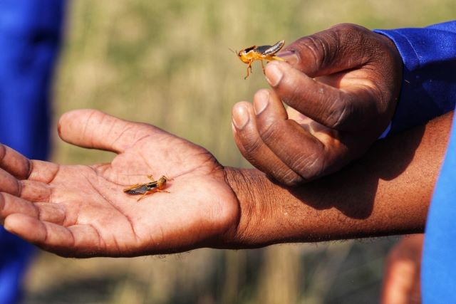 Namibia’s locust crisis: “they have no mercy at all”