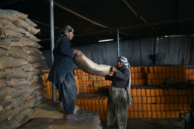 FAO animal feed distribution in Kandahar, Afghanistan. ©FAO/Farshad Usyan.