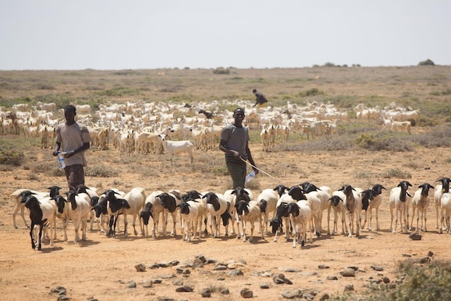 Los pastores esperan que su ganado sea vacunado contra parásitos y otras enfermedades, cerca de la aldea de Bandar Beyla, Puntland, Somalia. ©FAO/Karel Prinsloo