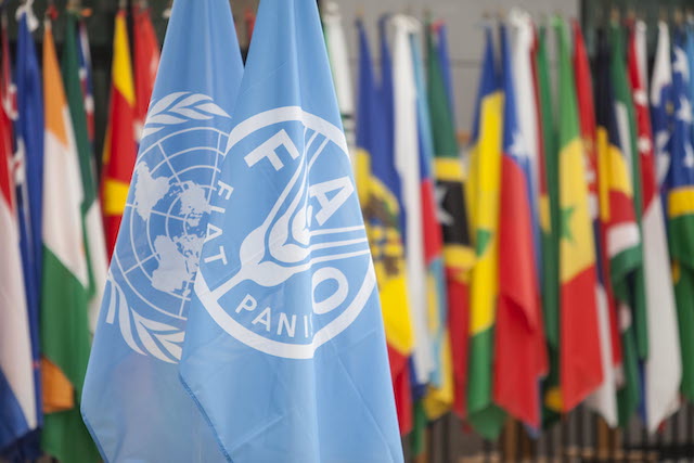 Photos of the FAO and the UN flags.  ©FAO/Giulio Napolitano