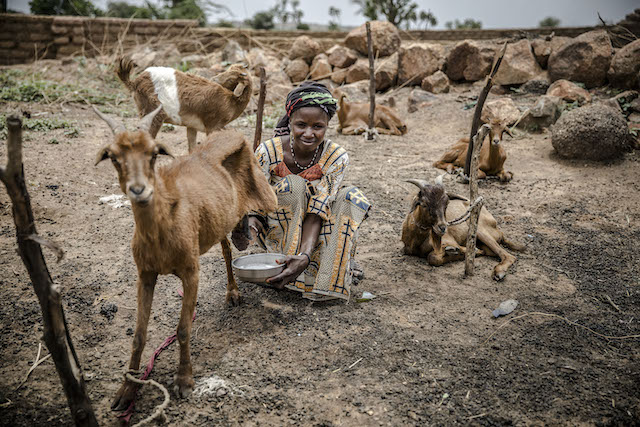 Une femme traite ses chèvres dans le village de Malamawa, région de Zinder, Niger  ©FAO/Luis Tato