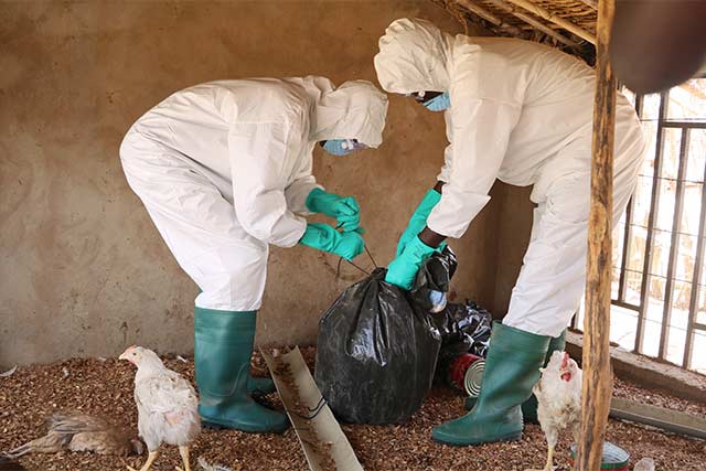 Preparing for potential avian influenza outbreaks in Mali and Senegal Preparing for potential avian influenza outbreaks in Mali and Senegal