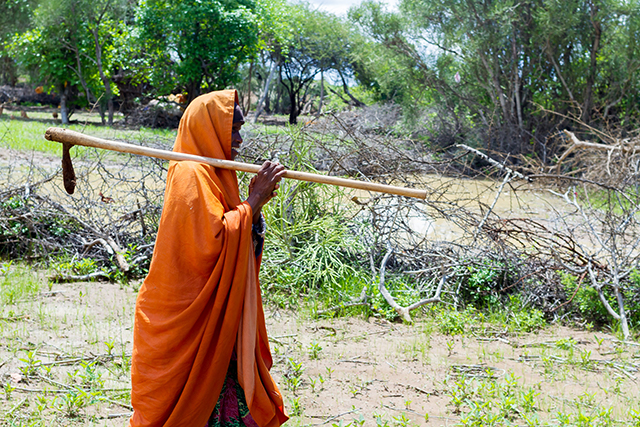 FAO Somalia | Cash+ support lifts Madino and her family out of hunger and back into production