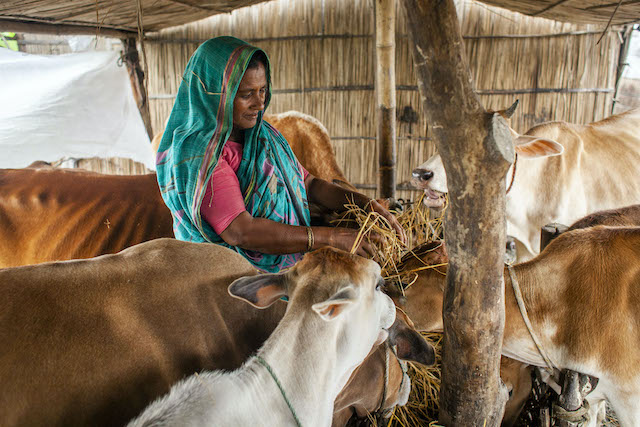 Jamila Begum from Shakhahati village in the Kurigram district of Bangladesh makes a living taking care of other people's cattle. ©FAO/Fahad Kaizer