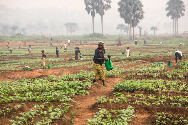 En 2021, la FAO proporcionó semillas y herramientas a casi 160 000 personas en la República Democrática del Congo  ©FAO/Junior D. Kannah