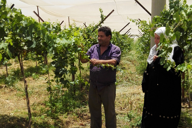 Supporting efficient irrigation systems in the West Bank