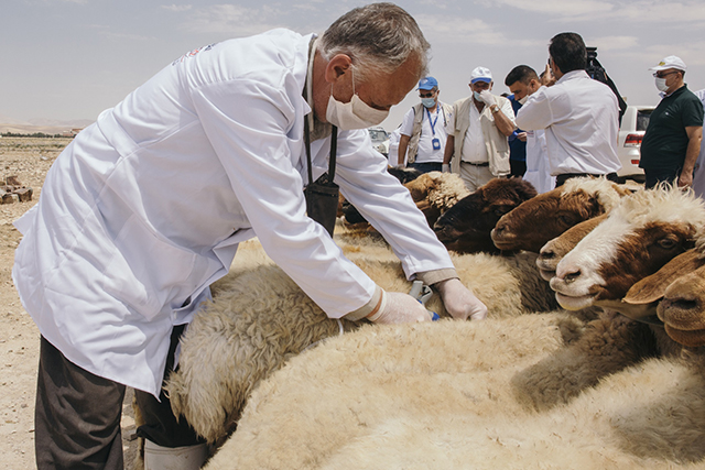 FAO launched a campaign against peste des petits ruminants (PPR) to vaccinate more than 8 million head of sheep and goats across the Syrian Arab Republic