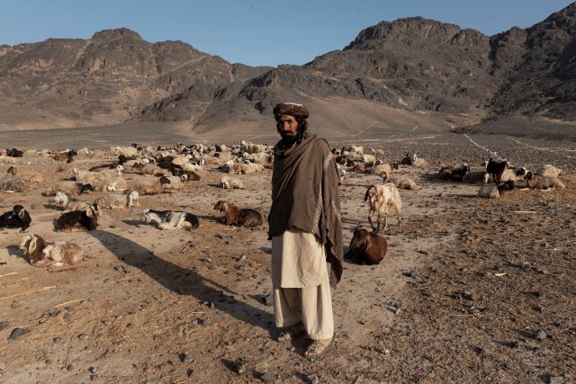 FAO in the 2022 humanitarian appeals FAO in the 2022 humanitarian appeals