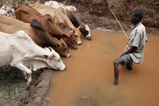 Cattle farmer watering herd at a well under renovation with FAO and EU assistance in Higo, Ethiopia. ©FAO