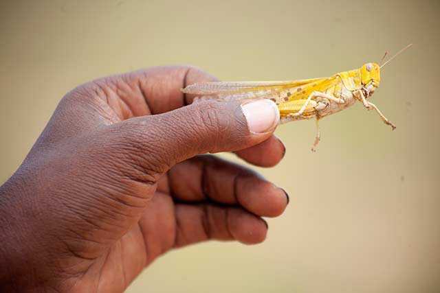 The Desert Locust ravages the Horn of Africa