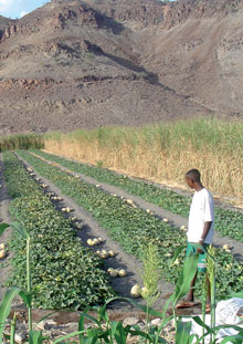 The FAO Component of the Consolidated Appeals 2011: Djibouti