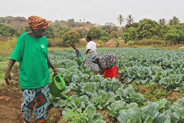 Higher farm labor cost affects women farmers