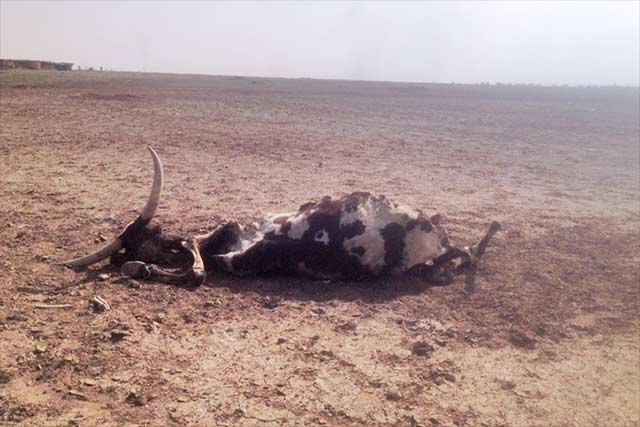 El Niño: Drought already decimating the herds of Ethiopian pastoralists